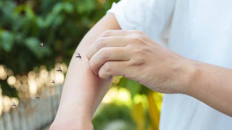 Why Do Mosquitoes Bite Some People More Than Others?
